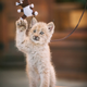 Illustration for article titled ZOMG LITTLE BABY LYNX!